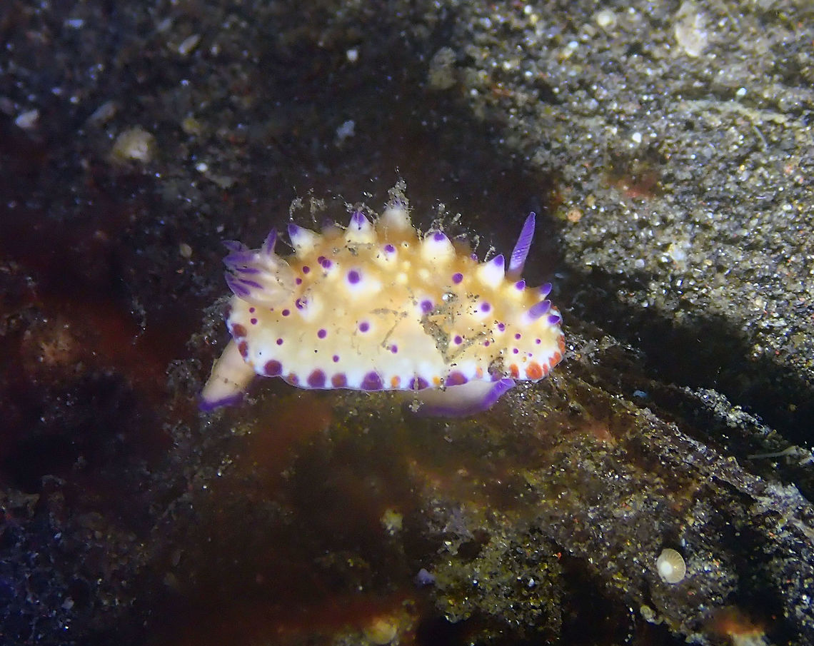 Mexichromis multituberculata Air Bajo 2, Lembeh. Beau Vallon Magnificent Slug,Geotagged,Indonesia,Mexichromis multituberculata,Spring