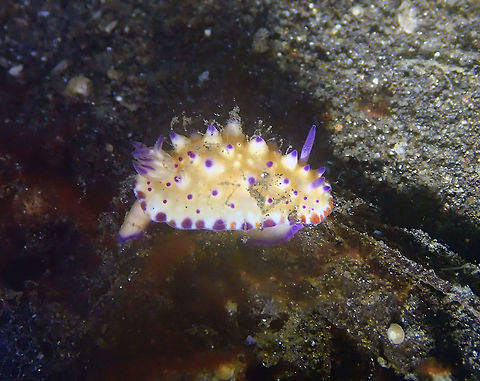 Mexichromis multituberculata Air Bajo 2, Lembeh. Beau Vallon Magnificent Slug,Geotagged,Indonesia,Mexichromis multituberculata,Spring