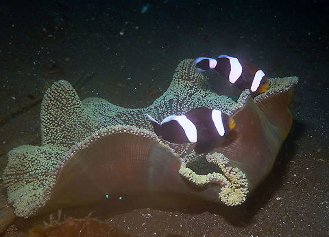 Amphiprion polymnus Air Bajo 2, Lembeh.
Fiercely protecting their anemone and brood, as usual. Amphiprion polymnus,Geotagged,Indonesia,Saddleback clownfish,Spring