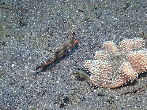 Iniistius_aneitensis Air Bajo 2, Lembeh.
Always a bit weird looking, specially from the side :-) Geotagged,Indonesia,Iniistius aneitensis,Spring,Whitepatch razorfish