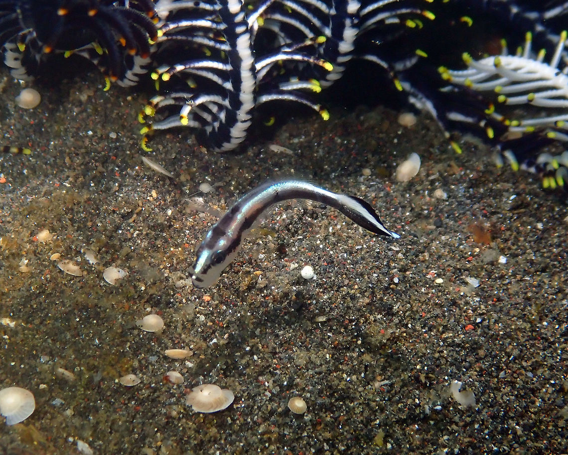 Painted Sweetlips (Diagramma pictum) - Baby Air Bajo 2, Lembeh.<br />
Tentative ID, as is a very small juvenile. Diagramma pictum,Geotagged,Indonesia,Painted sweetlips,Spring