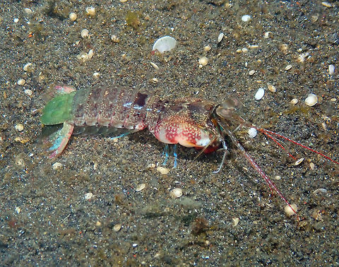 Odontodactylus latirostris Air Bajo 2, Lembeh. Geotagged,Indonesia,Odontodactylus latirostris,Pink-Eared Mantis Shrimp,Spring