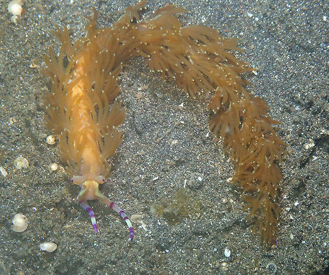 Pteraeolidia semperi Air bajo 2, Lembeh. Geotagged,Indonesia,Pteraeolidia semperi,Spring