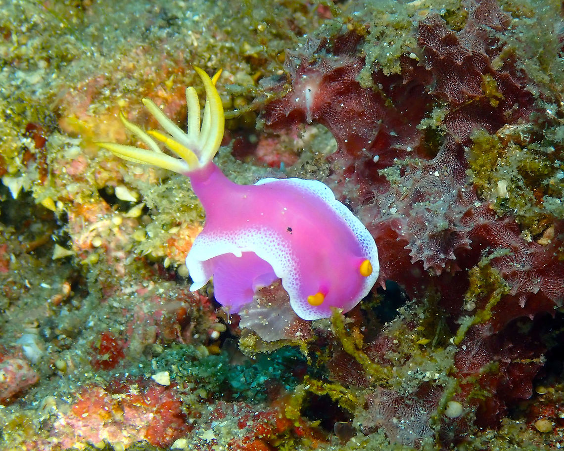 Hypselodoris apolegma Serena Pata, Lembeh.<br />
<figure class="photo"><a href="https://www.jungledragon.com/image/68728/hypselodoris_apolegma.html" title="Hypselodoris apolegma"><img src="https://s3.amazonaws.com/media.jungledragon.com/images/2298/68728_thumb.JPG?AWSAccessKeyId=05GMT0V3GWVNE7GGM1R2&Expires=1759968010&Signature=8nDwUGriHCj0ky49iFnH8Rcvm4g%3D" width="122" height="152" alt="Hypselodoris apolegma Serena Pata, Lembeh. Hypselodoris apolegma" /></a></figure><br />
<figure class="photo"><a href="https://www.jungledragon.com/image/68729/hypselodoris_apolegma.html" title="Hypselodoris apolegma"><img src="https://s3.amazonaws.com/media.jungledragon.com/images/2298/68729_thumb.JPG?AWSAccessKeyId=05GMT0V3GWVNE7GGM1R2&Expires=1759968010&Signature=CC0mNqzwhm7v7krVE5JzObnsXUg%3D" width="200" height="164" alt="Hypselodoris apolegma Serena Pata, Lembeh. Geotagged,Hypselodoris apolegma,Indonesia,Spring" /></a></figure><br />
 Geotagged,Hypselodoris apolegma,Indonesia,Spring