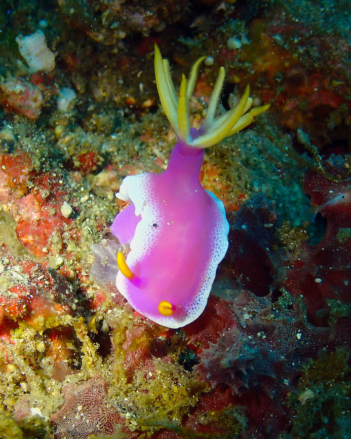 Hypselodoris apolegma Serena Pata, Lembeh. Hypselodoris apolegma