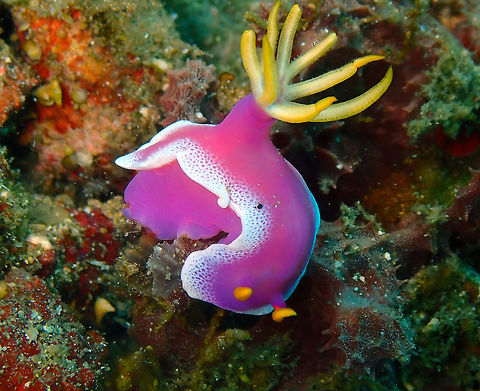 Hypselodoris apolegma Serena Pata, Lembeh. Geotagged,Hypselodoris apolegma,Indonesia,Spring