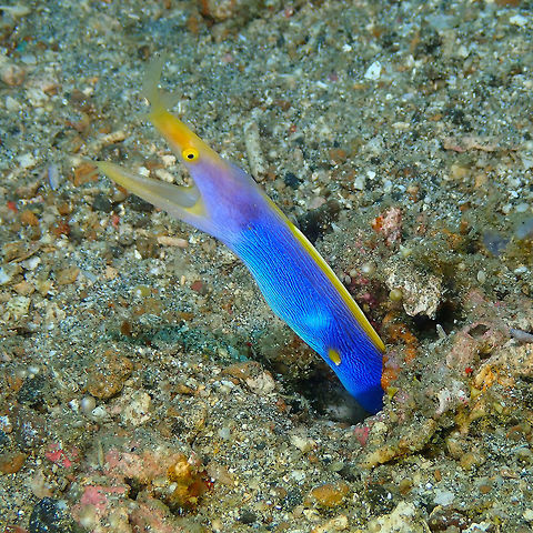 Ribbon Eel (Rhinomuraena quaesita)- Male Serena Pata, Lembeh.
Here a few interesting facts for this nice eel:
The ribbon eel is the only moray eel that is protandric, which means that they can change from a male to female (protandry) should it become necessary for survival of the species in their area. All ribbon eels are born male. Juveniles and sub-adults are jet black with a yellow dorsal fin. The adult males are blue with a yellow dorsal fin.
As the adult male reaches full size (approximately 1 metre), it begins to turn into a female, and turns yellow. It will then mate, lay eggs, and die within about a month. Due to this short lifespan, female ribbon eels are a relatively rare sight. 
Reference:
http://www.indigoscuba.com/15-amazing-facts-about-ribbon-eels/

https://www.jungledragon.com/image/68770/rhinomuraena_quaesita-male.html
https://www.jungledragon.com/image/68772/ribbon_eel_rhinomuraena_quaesita-_male.html
https://www.jungledragon.com/image/68773/ribbon_eel_rhinomuraena_quaesita-_male.html Geotagged,Indonesia,Rhinomuraena quaesita,Ribbon eel,Spring