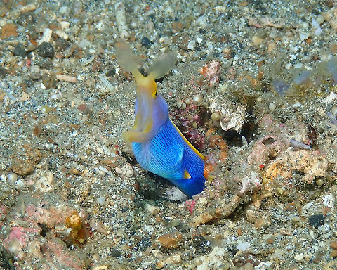 Rhinomuraena quaesita-Male Serena Pata, Lembeh. Geotagged,Indonesia,Rhinomuraena quaesita,Ribbon eel,Spring