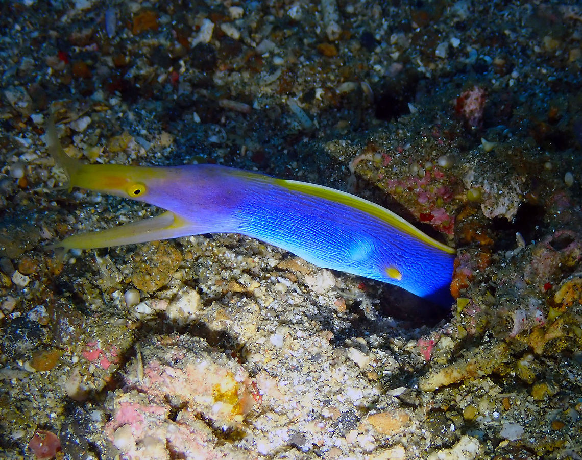 Ribbon Eel (Rhinomuraena quaesita)- Male Serena Pata, Lembeh. Geotagged,Indonesia,Rhinomuraena quaesita,Ribbon eel,Spring