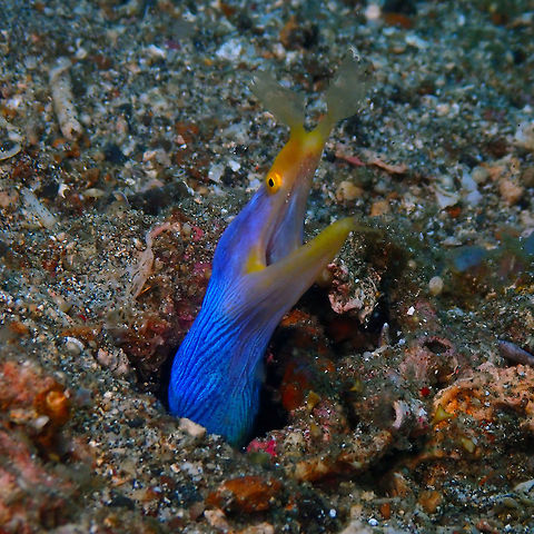 Ribbon Eel (Rhinomuraena quaesita)- Male Serena Pata, Lembeh. Geotagged,Indonesia,Rhinomuraena quaesita,Ribbon eel,Spring