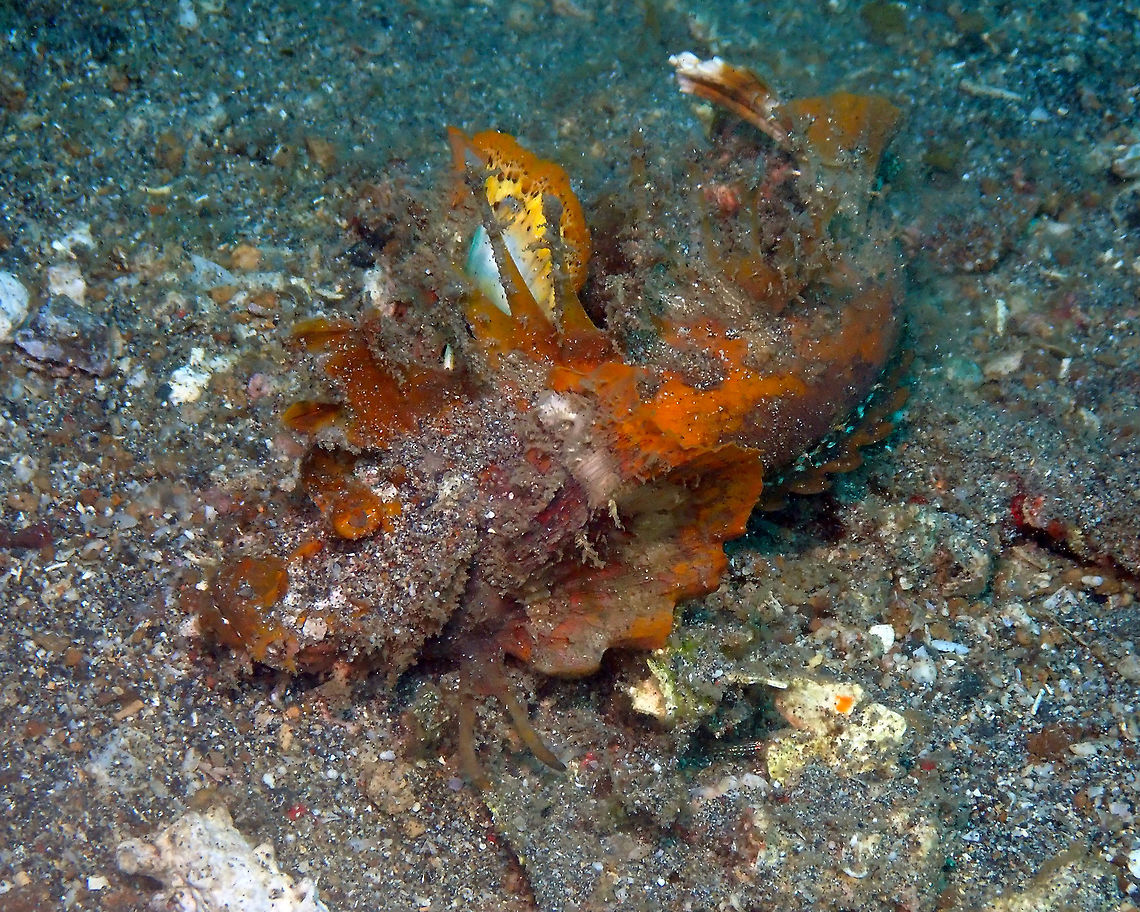 Devil stinger (Inimicus didactylus) Serena Pata, Lembeh.<br />
Here is the front view and the next twp pics is the fish displaying its colorful fins as a warning.<br />
&lt;&lt;Inimicus didactylus flashes the bright undersides of its pectoral fins as a warning to predators when disturbed. Specialized for its benthic habitat, it has 2 feeler rays on its pectoral fins that probe the seafloor and allow it to &quot;walk&quot; along the bottom. Its eyes and nostrils are located above its dorsal profile as another benthic specialization.&gt;&gt;<br />
<a href="https://animaldiversity.org/accounts/Inimicus_didactylus/" rel="nofollow">https://animaldiversity.org/accounts/Inimicus_didactylus/</a><br />
<figure class="photo"><a href="https://www.jungledragon.com/image/68835/devil_stinger_inimicus_didactylus.html" title="Devil stinger (Inimicus didactylus)"><img src="https://s3.amazonaws.com/media.jungledragon.com/images/2298/68835_thumb.JPG?AWSAccessKeyId=05GMT0V3GWVNE7GGM1R2&Expires=1769040010&Signature=eD0XdSk5GuJfApaZixpUxjXyJ1g%3D" width="200" height="160" alt="Devil stinger (Inimicus didactylus) Serena Pata, Lembeh&gt;<br />
Displaying its fins. Devil stinger,Geotagged,Indonesia,Inimicus didactylus,Spring" /></a></figure><br />
<figure class="photo"><a href="https://www.jungledragon.com/image/68836/devil_stinger_inimicus_didactylus.html" title="Devil stinger (Inimicus didactylus)"><img src="https://s3.amazonaws.com/media.jungledragon.com/images/2298/68836_thumb.JPG?AWSAccessKeyId=05GMT0V3GWVNE7GGM1R2&Expires=1769040010&Signature=SunsQAaxWjCbg5iMA91CEtK96go%3D" width="200" height="160" alt="Devil stinger (Inimicus didactylus) Serena Pata, Lembeh.<br />
More displaying! Devil stinger,Geotagged,Indonesia,Inimicus didactylus,Spring" /></a></figure> Devil stinger,Geotagged,Indonesia,Inimicus didactylus,Spring