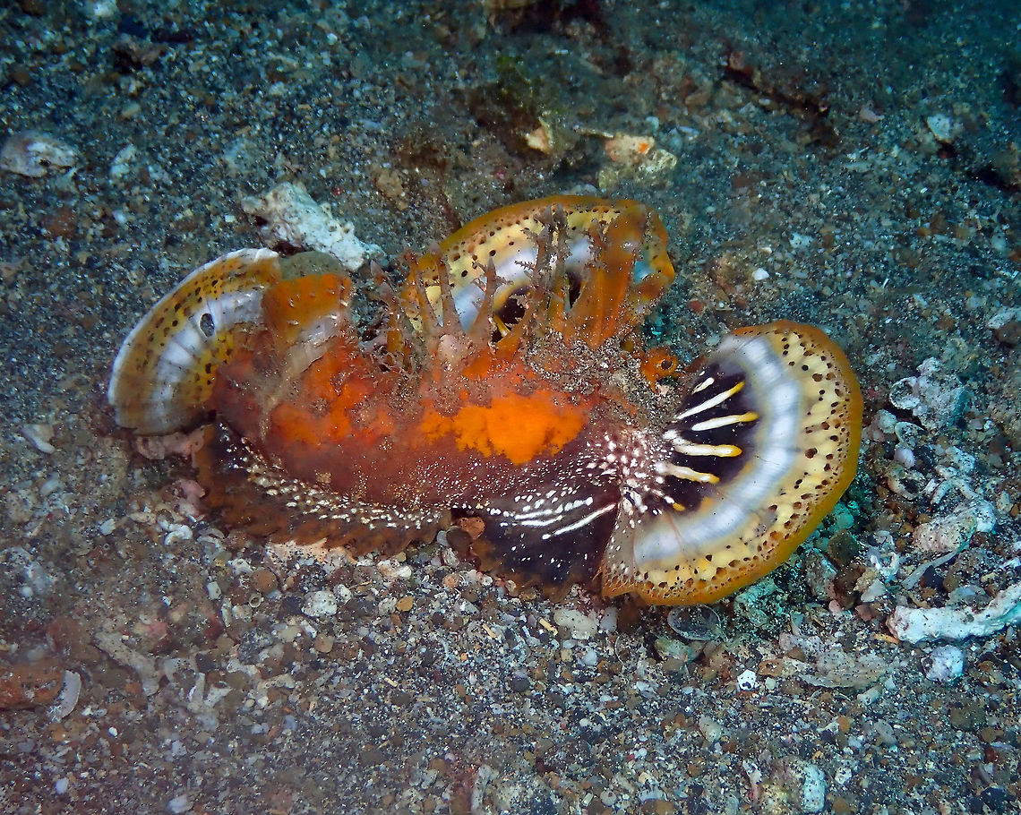 Devil stinger (Inimicus didactylus) Serena Pata, Lembeh&gt;<br />
Displaying its fins. Devil stinger,Geotagged,Indonesia,Inimicus didactylus,Spring