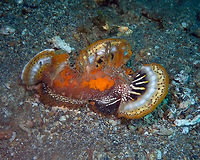 Devil stinger (Inimicus didactylus) Serena Pata, Lembeh><br />
Displaying its fins. Devil stinger,Geotagged,Indonesia,Inimicus didactylus,Spring