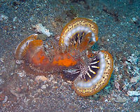 Devil stinger (Inimicus didactylus) Serena Pata, Lembeh.<br />
More displaying! Devil stinger,Geotagged,Indonesia,Inimicus didactylus,Spring