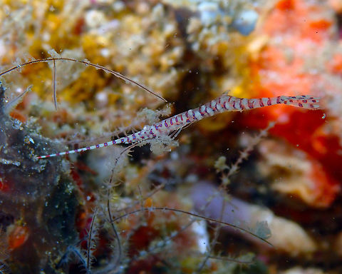 Saw-blade shrimp (Tozeuma armatum) Serena Pata, Lembeh. Geotagged,Indonesia,Saw-blade shrimp,Spring,Tozeuma armatum