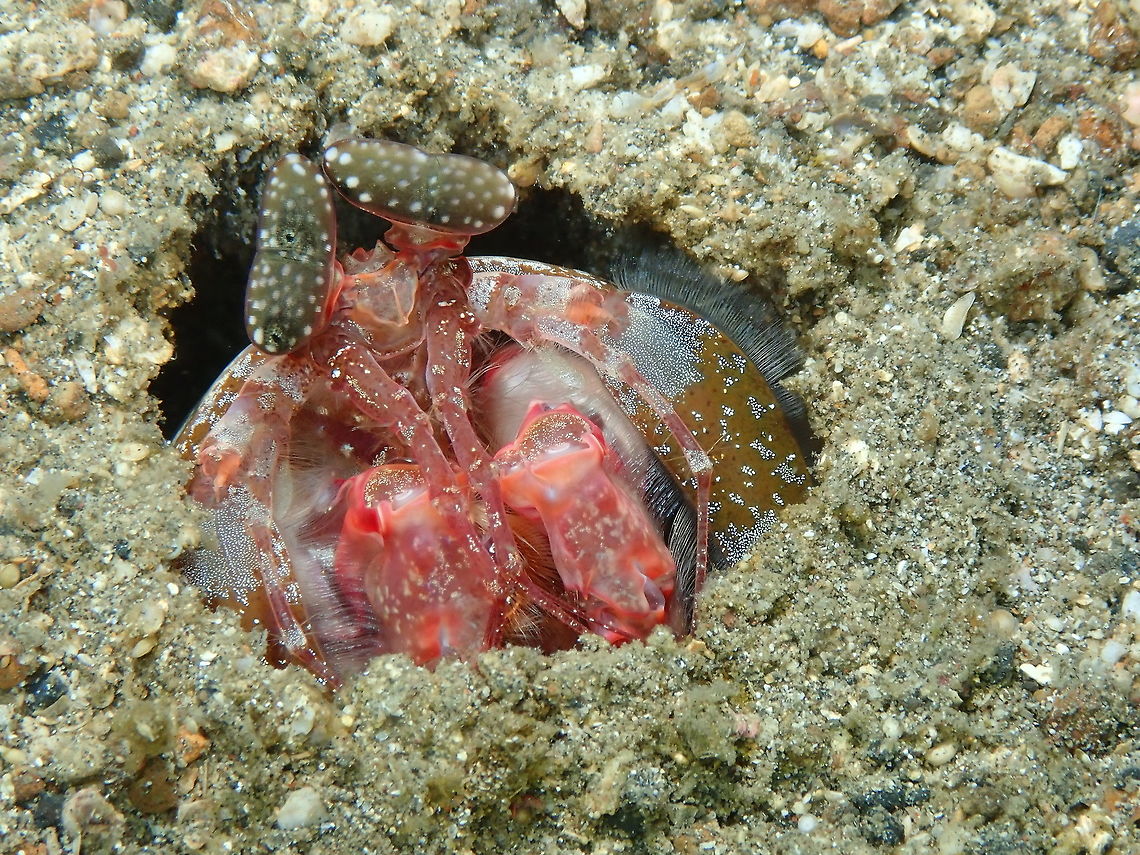 Spearing Mantis Shrimp (Lysiosquillina lisa) Serena Pata, Lembeh.<br />
<figure class="photo"><a href="https://www.jungledragon.com/image/68876/spearing_mantis_shrimp_lysiosquillina_lisa.html" title="Spearing Mantis Shrimp (Lysiosquillina lisa)"><img src="https://s3.amazonaws.com/media.jungledragon.com/images/2298/68876_thumb.JPG?AWSAccessKeyId=05GMT0V3GWVNE7GGM1R2&Expires=1759968010&Signature=x0G%2BPVhUNuxrw8SmxoIMt5g08B8%3D" width="200" height="150" alt="Spearing Mantis Shrimp (Lysiosquillina lisa) Serena Pata, Lembeh.<br />
With less illumination for more contrast in the patterns. Geotagged,Indonesia,Lisa&#039;s Mantis Shrimp,Lysiosquillina lisa,Spring" /></a></figure> Geotagged,Indonesia,Lisa's Mantis Shrimp,Lysiosquillina lisa,Spring