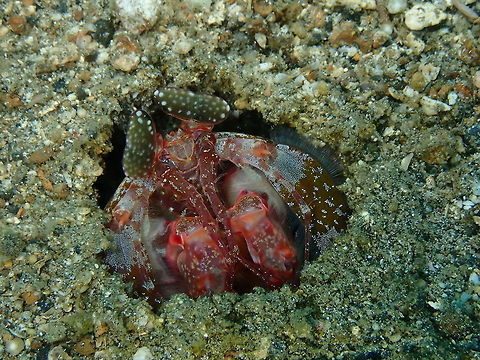 Spearing Mantis Shrimp (Lysiosquillina lisa) Serena Pata, Lembeh.
With less illumination for more contrast in the patterns. Geotagged,Indonesia,Lisa's Mantis Shrimp,Lysiosquillina lisa,Spring