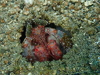 Spearing Mantis Shrimp (Lysiosquillina lisa) Serena Pata, Lembeh.<br />
With less illumination for more contrast in the patterns. Geotagged,Indonesia,Lisa's Mantis Shrimp,Lysiosquillina lisa,Spring