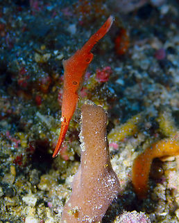 Ocellated Tozeuma Shrimp (Tozeuma lanceolatum) Serena Pata. Lembeh. Geotagged,Indonesia,Ocellated Tozeuma Shrimp,Spring,Tozeuma lanceolatum