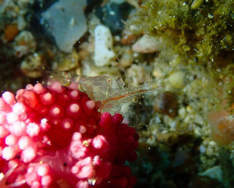 Manipontonia psamathe Serena Pata, Lembeh. Geotagged,Indonesia,Manipontonia psamathe,Spring