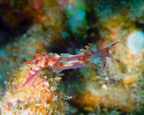 Flabellina rubrolineata Serena Pata, Lembeh. Flabellina rubrolineata,Geotagged,Indonesia,Red-lined flabellina,Spring