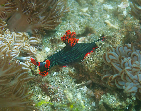Variable Neon Slug (Nembrotha kubaryana) Serena Pata, Lembeh. Geotagged,Indonesia,Nembrotha kubaryana,Spring,Variable neon slug