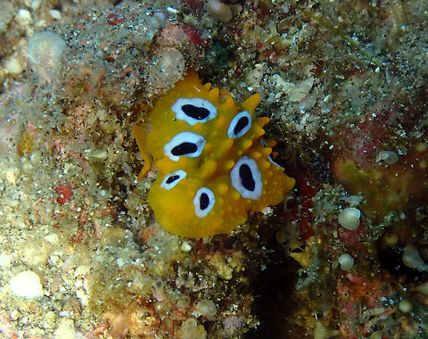 Phyllidia ocellata Serena Pata, Lembeh. Geotagged,Indonesia,Ocellate Phyllidia,Phyllidia ocellata,Spring