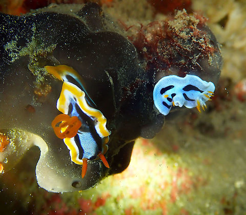 Chromodoris annae and dianae Serena Pata, Lembeh. Anna's Chromodoris,Chromodoris annae,Geotagged,Indonesia,Spring
