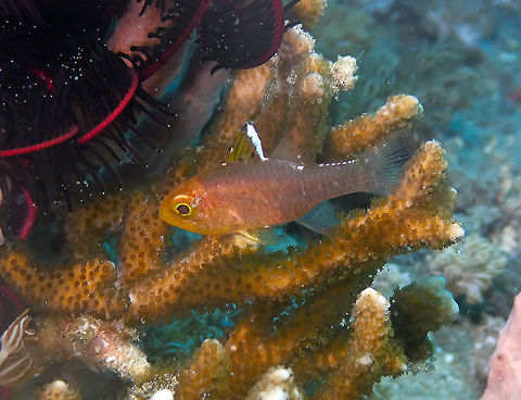 Apogon hoevenii Serena Pata, Lembeh Frostfin Cardinalfish,Geotagged,Indonesia,Ostorhinchus hoevenii,Spring