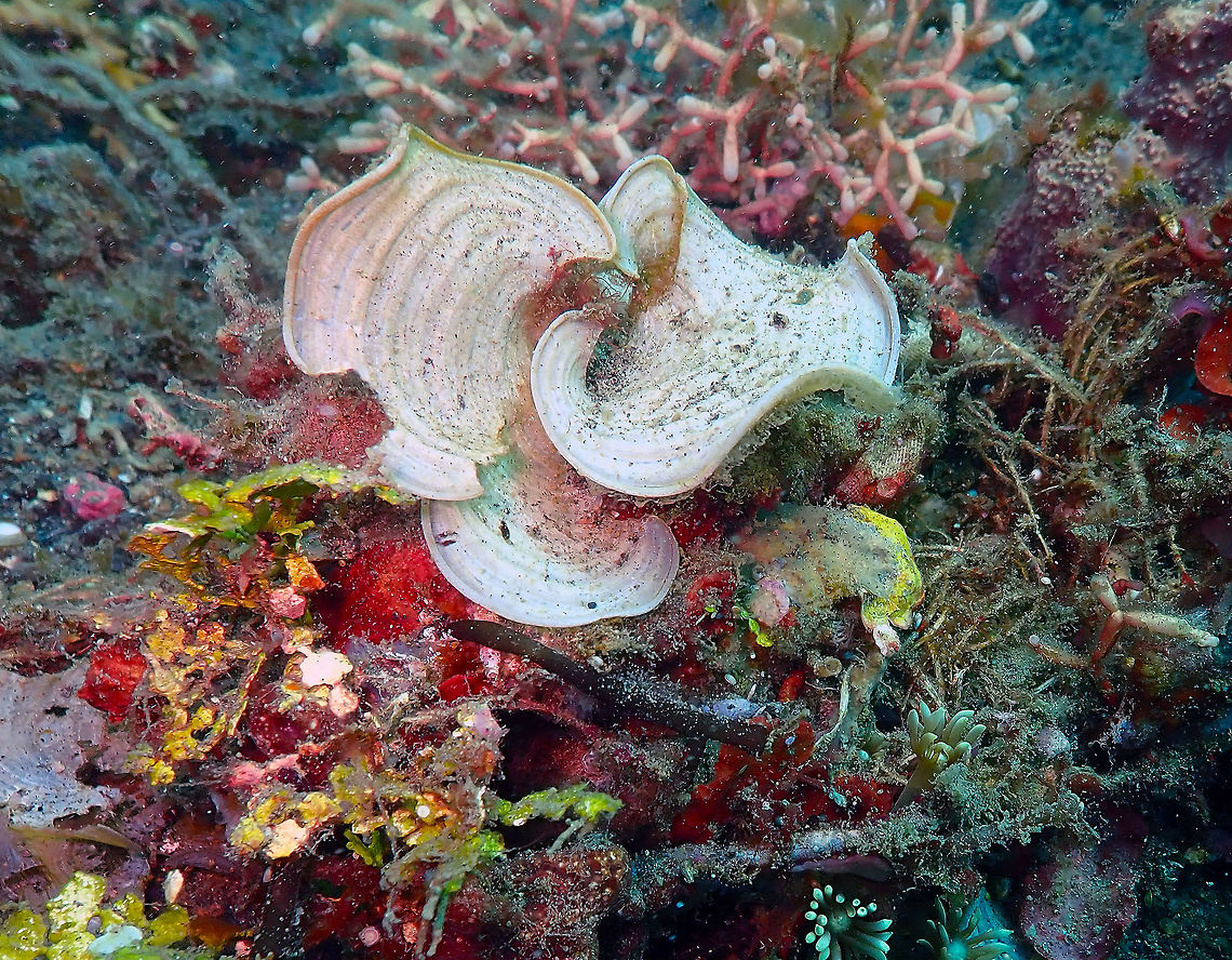 Funnelweed (Padina gymnospora) Batu Lubang Besar, Lembeh.<br />
Interestingly, as many other organisms of the sea yet to be studied, the funnelweed has healing wound properties. See:<br />
<a href="https://www.sciencedirect.com/science/article/pii/S0102695X16302368" rel="nofollow">https://www.sciencedirect.com/science/article/pii/S0102695X16302368</a> Funnelweed,Geotagged,Indonesia,Padina gymnospora,Spring
