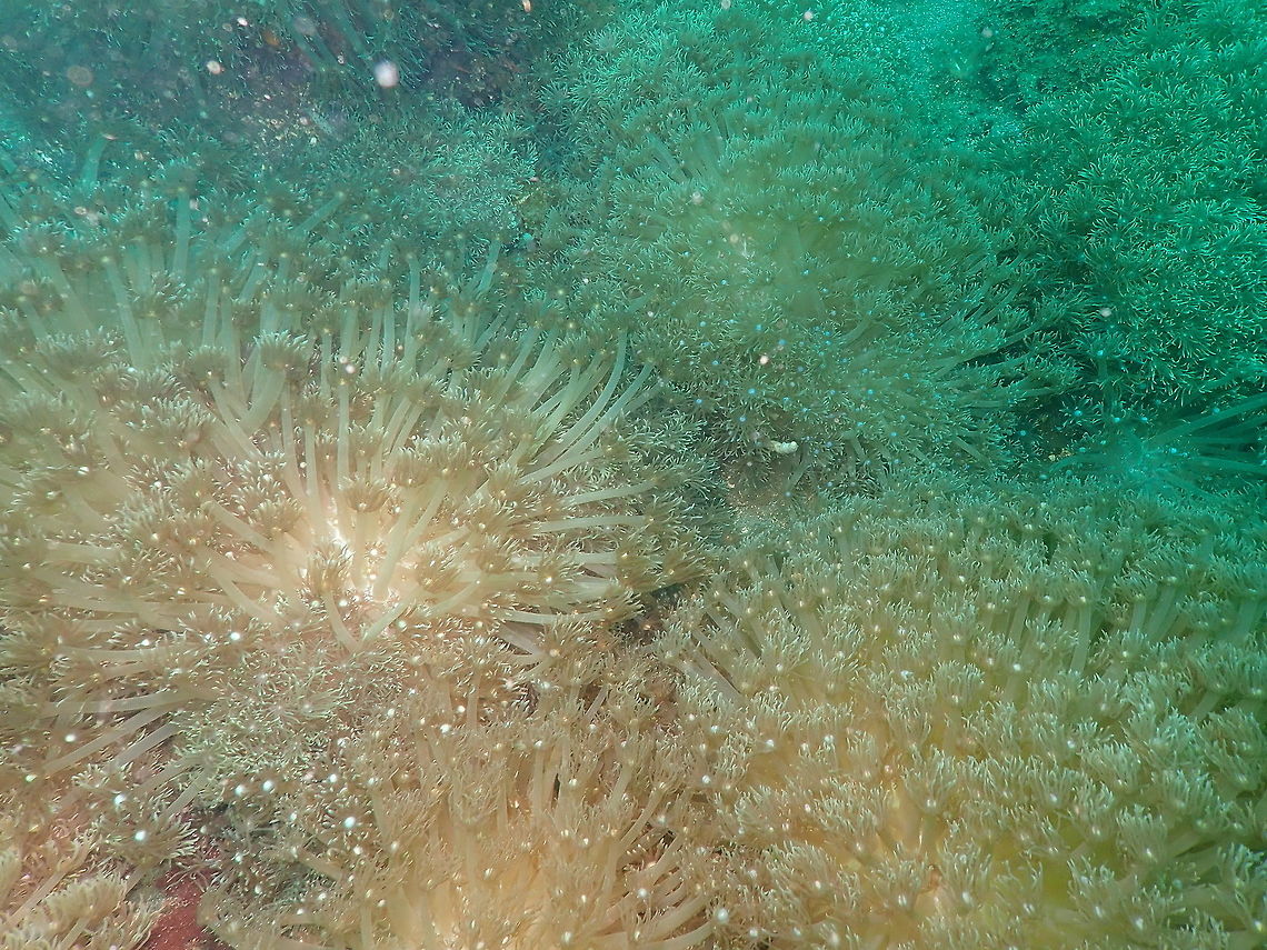 A sea of flowerpot coral (Goniopora columna) Batu Lubang Besar, Lembeh. Flowerpot coral,Geotagged,Goniopora columna,Indonesia,Spring