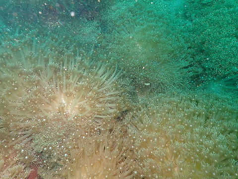 A sea of flowerpot coral (Goniopora columna) Batu Lubang Besar, Lembeh. Flowerpot coral,Geotagged,Goniopora columna,Indonesia,Spring