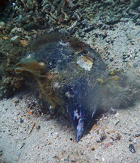 Penguin's wing oyster (Pteria penguin) Batu Lubang Besar, Lembeh. Geotagged,Indonesia,Pteria penguin,Spring