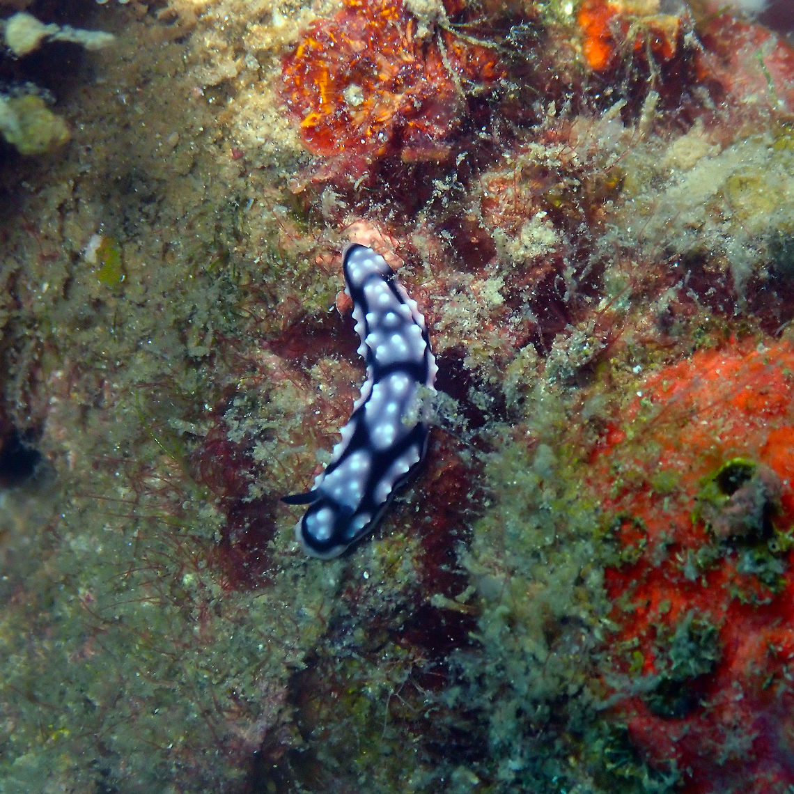 Phyllidiella lizae Batu Lubang Besar, Lembeh.<br />
ID based on the Sulawesi variant shown here:<br />
<a href="http://www.seaslugforum.net/showall/phylliza" rel="nofollow">http://www.seaslugforum.net/showall/phylliza</a> Geotagged,Indonesia,Phyllidiella lizae,Spring