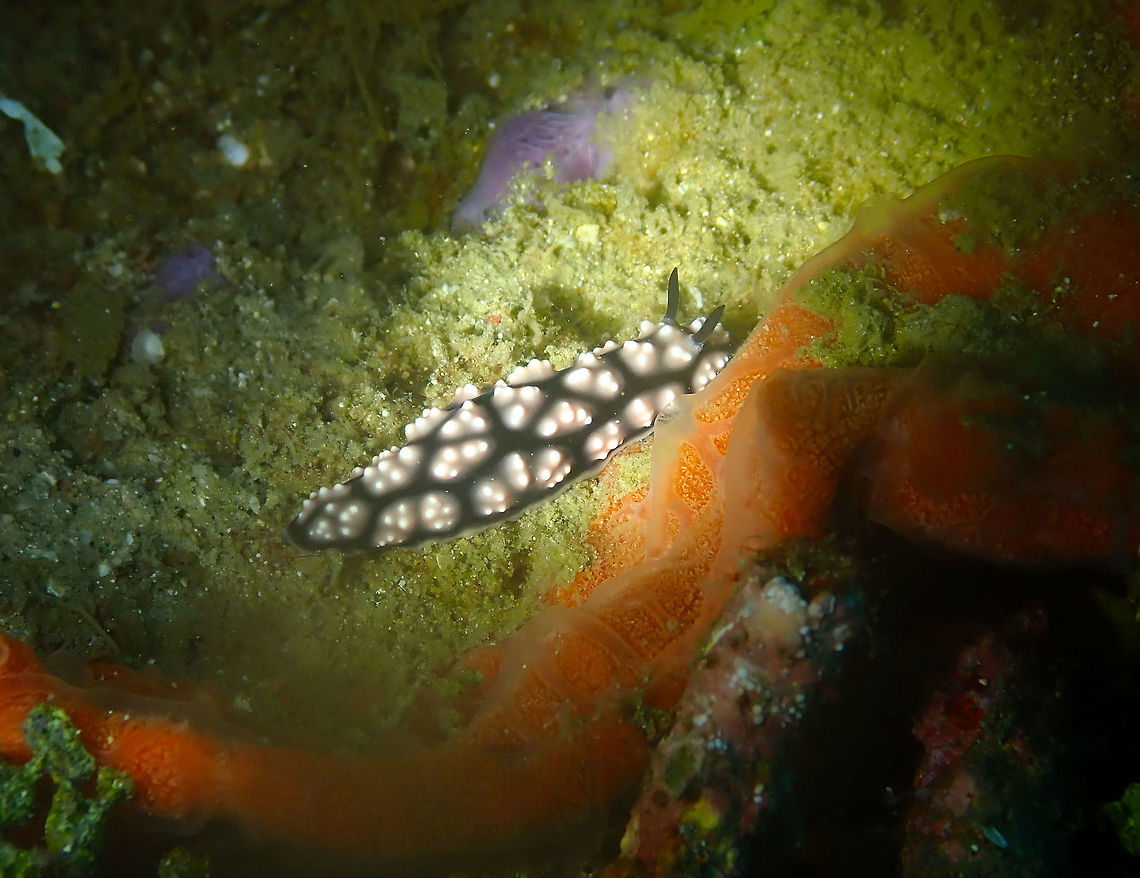 Phyllidiella lizae Batu Lubang Besar, Lembeh.<br />
Another exemplar found in the same dive. Geotagged,Indonesia,Phyllidiella lizae,Phyllidiella pustulosa,Pustulose Phyllidiella,Spring