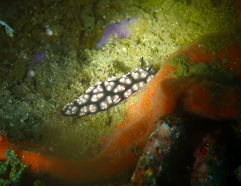 Phyllidiella lizae Batu Lubang Besar, Lembeh.
Another exemplar found in the same dive. Geotagged,Indonesia,Phyllidiella lizae,Phyllidiella pustulosa,Pustulose Phyllidiella,Spring