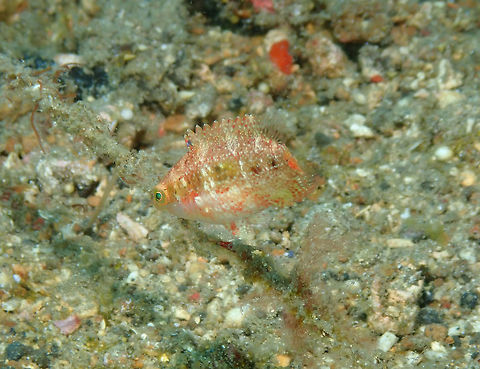 Oxycheilinus arenatus juvenile Batu Lubang Besar, Lembeh. Geotagged,Indonesia,Oxycheilinus arenatus,Speckled maori wrasse,Spring