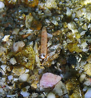 Dermatobranchus albus Batu Lubang Kecil, Lembeh. Dermatobranchus albus,Geotagged,Indonesia,Spring