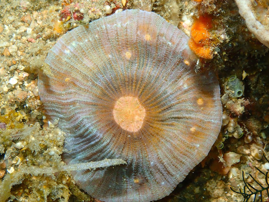 Echinomorpha nishihirai Batu Lubang Besar, Lembeh.<br />
This is a very tentative ID based on a suggestion in the FB group for ID Marine Creature Identification.<br />
It could also be of Echinophyllia sp. for as far as I know... Chalice Coral,Echinomorpha nishihirai,Geotagged,Indonesia,Spring