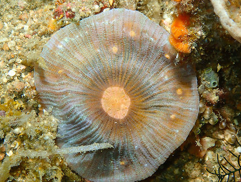 Echinomorpha nishihirai Batu Lubang Besar, Lembeh.
This is a very tentative ID based on a suggestion in the FB group for ID Marine Creature Identification.
It could also be of Echinophyllia sp. for as far as I know... Chalice Coral,Echinomorpha nishihirai,Geotagged,Indonesia,Spring