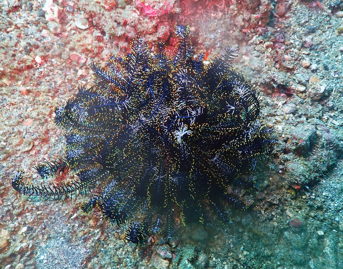 Noble Feather Star (Comaster nobilis) Serena Pata, Lembeh.<br />
I place this ID based on the picture in the book for Reef Creature Identification Tropical Pacific Paul Human &amp; Ned Deloach. In there it says that it can be very variable in colors but typically with some white and the pic they have is blueish black with yellow and white tips. Now, in Wikipedia they show a yellow one. Comaster nobilis,Geotagged,Indonesia,Spring