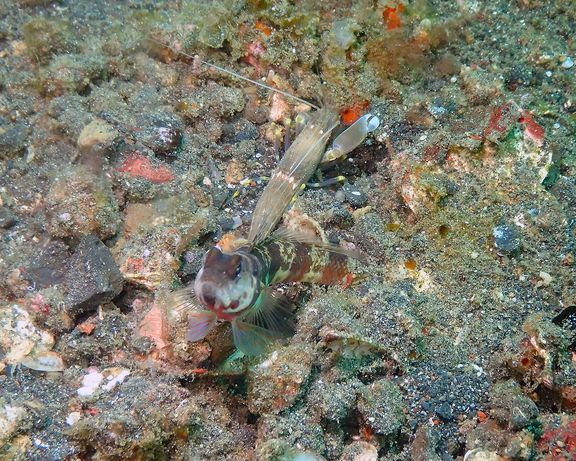 'The ever faithful pistol shrimp' (Alpheus ochrostriatus) Air Prang, Lembeh.<br />
Here in the good company of its partner watch-dog goby Amblyeleotris periophthalma (just as in this reference: <a href="https://www.advancedaquarist.com/2013/1/fish)" rel="nofollow">https://www.advancedaquarist.com/2013/1/fish)</a><br />
In quoting the reference:<br />
&lt;It is quite common to observe these gobies watching the burrow entrance, in strict physical contact with the shrimp&#039;s antenna, while he approaches the surface to eliminate the material excavated from the burrow. Shrimp&#039;s eyes, used to the burrow&#039;s darkness, are almost blind out of the hole and the he could be a too-easy prey without the protection and the continuous surveillance of the goby. On the other hand, the goby is not able to dig a hole by itself, and if a burrow not well maintained would collapse in a very short time. When a danger approaches, the goby first signals it to the shrimp by flippering the caudal fin. If the danger gets worst, the goby turns rapidly escaping inside the burrow&gt;<br />
And it is not because is blind that it is not a toughie as it has a claw that uses to deliver forceful punch &quot;like a pistol, to snap shut whenever necessary&quot; -&gt; More interesting facts on pistol shrimps here:<br />
<a href="https://www.leisurepro.com/blog/explore-the-blue/pump-volume-pistol-shrimp/" rel="nofollow">https://www.leisurepro.com/blog/explore-the-blue/pump-volume-pistol-shrimp/</a> Alpheus ochrostriatus,Fine-striped Snapping Shrimp,Geotagged,Indonesia,Spring