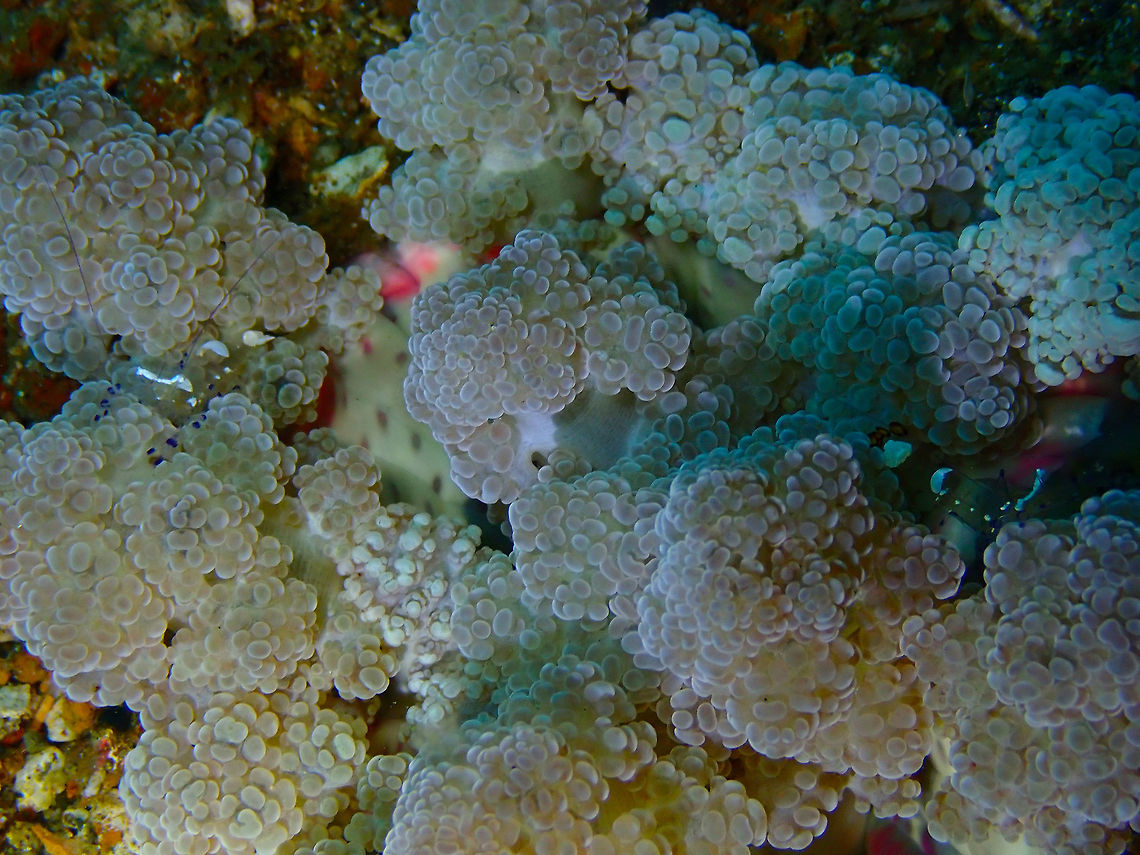 Actinodendron glomeratum - close up Serena Pata, Lembeh.<br />
With some hidden shrimps on it.  Actinodendron glomeratum,Branching Anemone,Geotagged,Indonesia,Spring