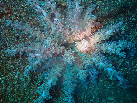 Actinodendron glomeratum - Full view Serena Pata, Lembeh. Actinodendron glomeratum,Branching Anemone,Geotagged,Indonesia,Spring