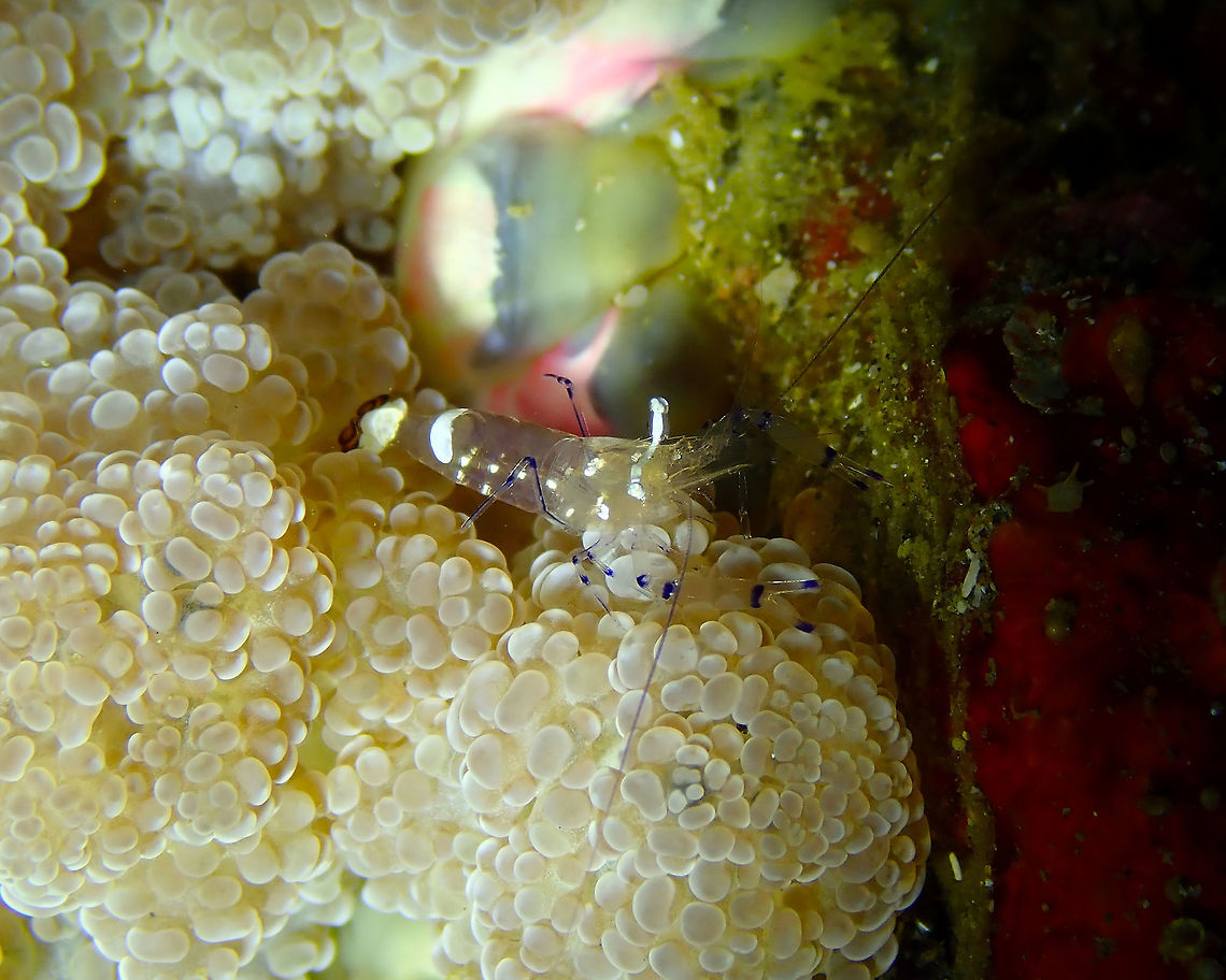 Periclimenes brevicarpalis Serena Pata, Lembeh.<br />
One of the beauties hidden in the fire anemone (Actinodendron glomeratum). Geotagged,Glass Anemone Shrimp,Indonesia,Periclimenes brevicarpalis,Spring