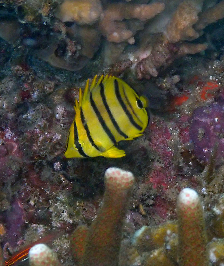 Eight Banded Butterflyfish (Chaetodon octofasciatus) Serena Pata, Lembeh.<br />
Always a fast passerby. Chaetodon octofasciatus,Eight-banded butterflyfish,Geotagged,Indonesia,Spring