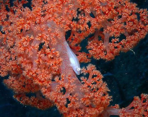 Soft Coral Goby (Pleurosicya boldinghi) Batu Lubang Besar, Lembeh. Geotagged,Indonesia,Pleurosicya boldinghi,Soft Coral Goby,Spring