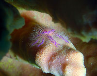 Hairy Squat Lobster (Lauriea siagiani) Batu Lubang Besar, Lembeh.<br />
They can be less than one inch to about 4 inches in length, depending upon the species. Squat lobsters have 10 legs. The first pair of legs are very long and contain claws.  The three pairs of legs after that are used for walking. The fifth pair has small claws and may be used for cleaning gills. This fifth pair of legs is much smaller than the legs in "true" crabs.  Squat lobsters have a short abdomen that is folded under their body.<br />
Squat lobsters are in the infraorder Anomura - many of the animals in this infraorder are called "crabs," but they are not true crabs. They aren't lobsters, either. In fact, squat lobsters are more closely related to hermit crabs than to lobsters. More info here:<br />
https://www.thoughtco.com/squat-lobsters-profile-2291811<br />
http://www.digitaljournal.com/blog/20406<br />
<br />
https://www.jungledragon.com/image/69062/hairy_squat_lobster_lauriea_siagiani.html<br />
https://www.jungledragon.com/image/69063/hairy_squat_lobster_lauriea_siagiani.html Geotagged,Hairy squat lobster,Indonesia,Lauriea siagiani,Spring