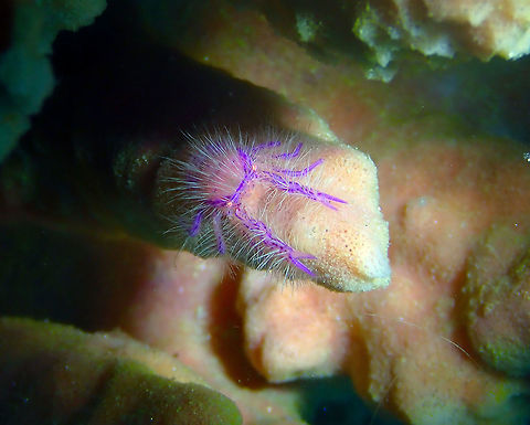 Hairy Squat Lobster (Lauriea siagiani) Batu Lubang Besar, Lembeh. Geotagged,Hairy squat lobster,Indonesia,Lauriea siagiani,Spring
