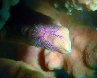 Hairy Squat Lobster (Lauriea siagiani) Batu Lubang Besar, Lembeh. Geotagged,Hairy squat lobster,Indonesia,Lauriea siagiani,Spring